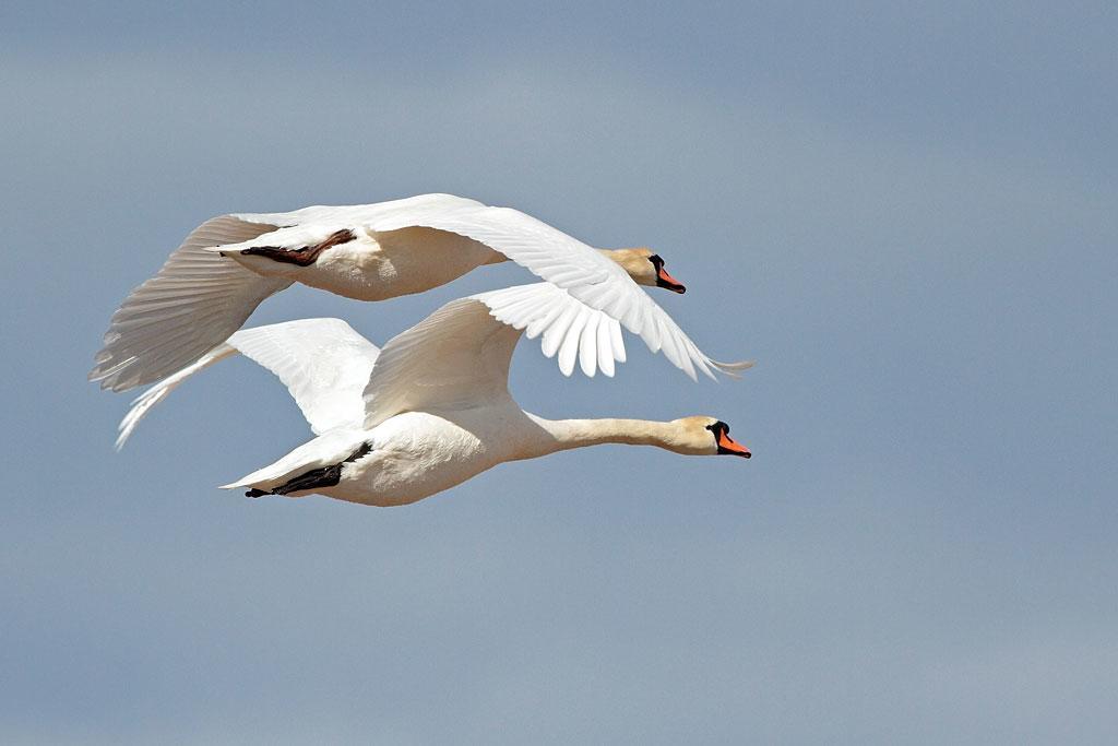 Takern Vandrarhem Svanshals Bagian luar foto